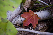 Fallen Red Maple Leaf